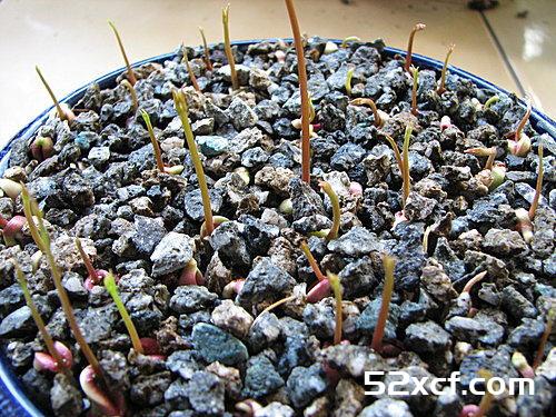 荔枝盆栽种植方法图文教程