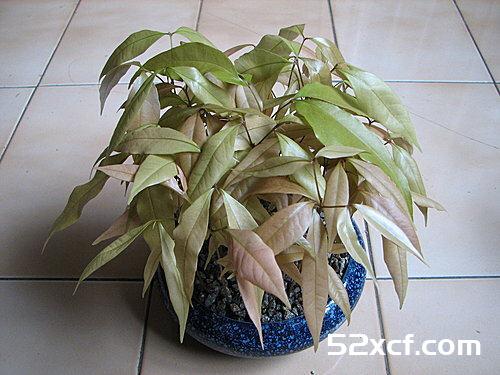 荔枝盆栽种植方法图文教程