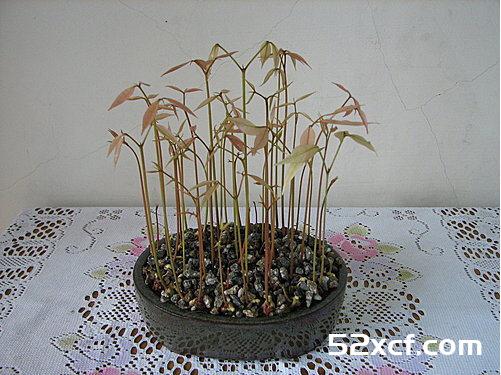 荔枝盆栽种植方法图文教程