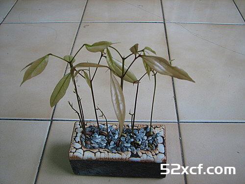 荔枝盆栽种植方法图文教程