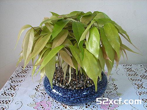荔枝盆栽种植方法图文教程