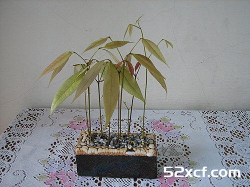 荔枝盆栽种植方法图文教程