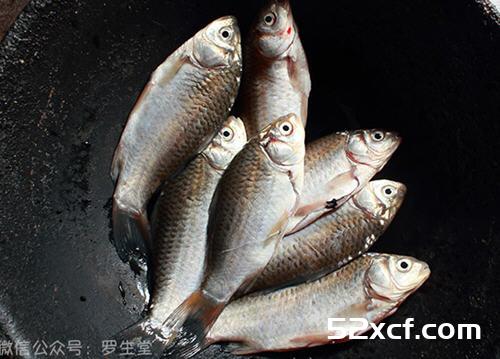 炖野生小鲫鱼汤的做法
