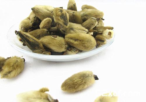辛夷花的功效与作用及禁忌