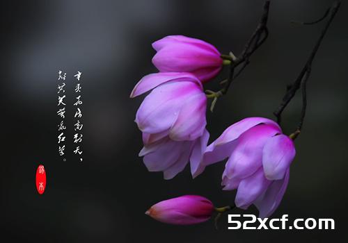 辛夷花的功效与作用及禁忌