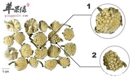 密蒙花的功效与作用及禁忌
