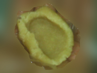 不用烤的摩卡咖啡月饼