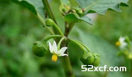 龙葵的功效与作用