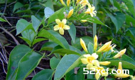 断肠草图片_断肠草和金银花的区别
