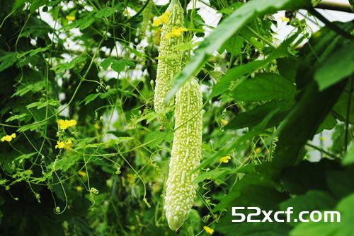 苦瓜的功效与作用及禁忌