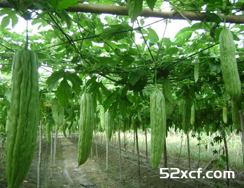苦瓜的功效与作用及禁忌