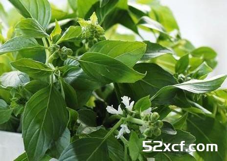 九层塔的功效与作用