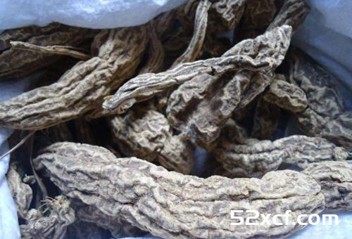 土瓜根的功效与作用