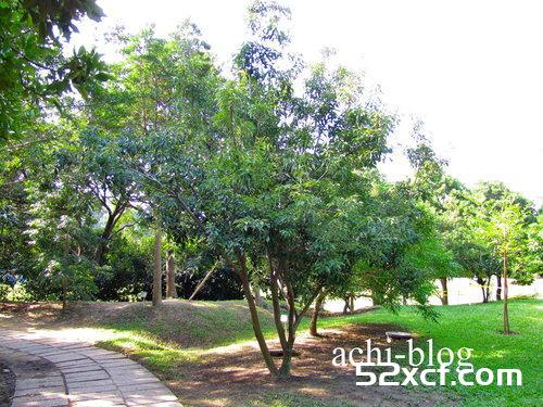 青刚栎种子盆栽种植方法图解