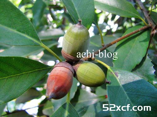 青刚栎种子盆栽种植方法图解