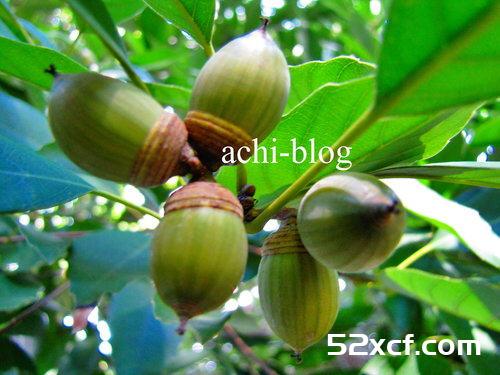 青刚栎种子盆栽种植方法图解