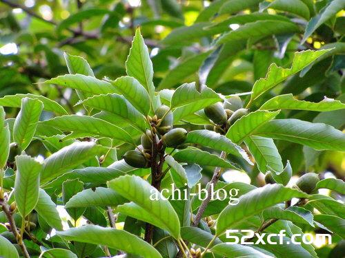 青刚栎种子盆栽种植方法图解