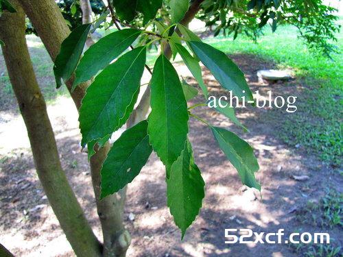 青刚栎种子盆栽种植方法图解