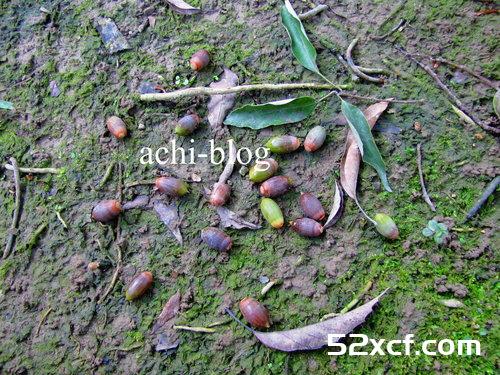 青刚栎种子盆栽种植方法图解