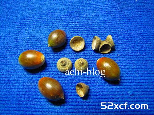 青刚栎种子盆栽种植方法图解