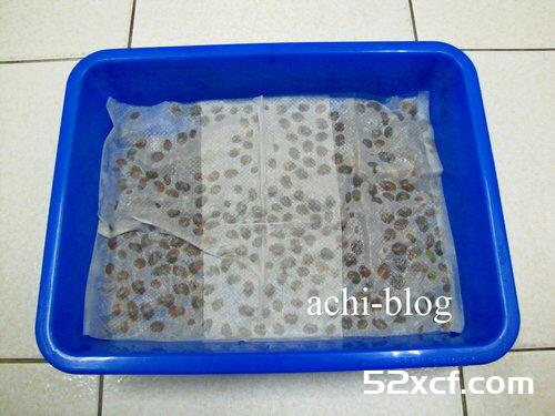 青刚栎种子盆栽种植方法图解