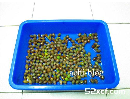青刚栎种子盆栽种植方法图解