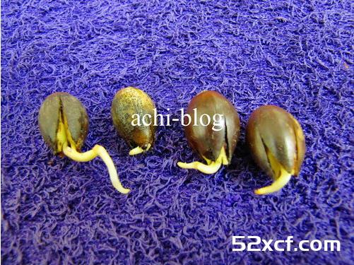 青刚栎种子盆栽种植方法图解