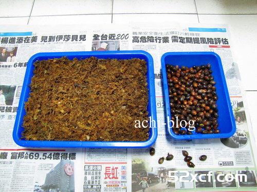 青刚栎种子盆栽种植方法图解