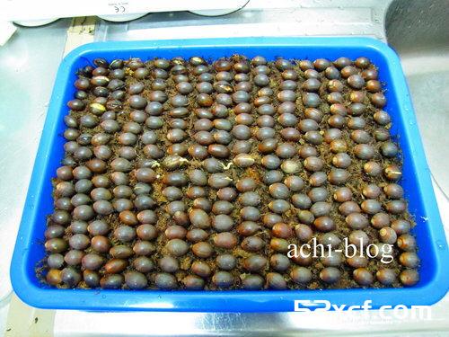 青刚栎种子盆栽种植方法图解