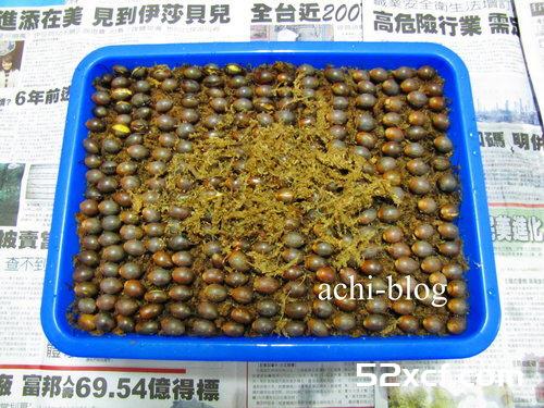 青刚栎种子盆栽种植方法图解