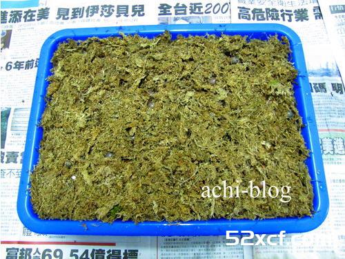 青刚栎种子盆栽种植方法图解