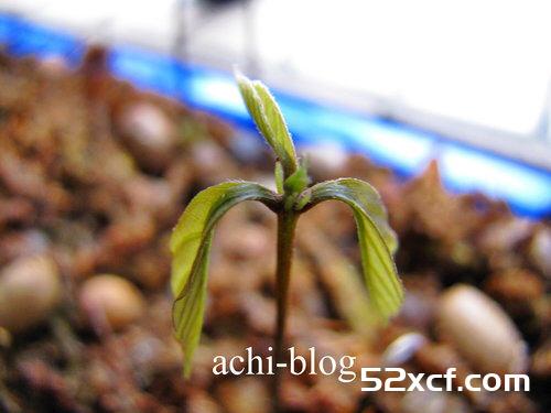 青刚栎种子盆栽种植方法图解
