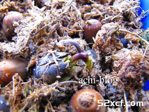 青刚栎种子盆栽种植方法图解