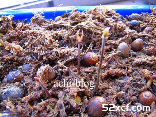 青刚栎种子盆栽种植方法图解