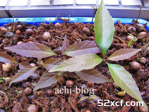 青刚栎种子盆栽种植方法图解