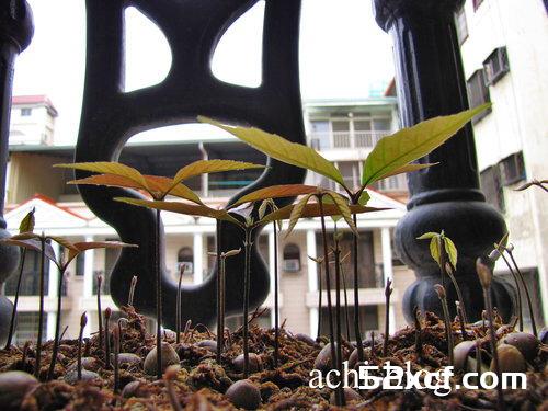 青刚栎种子盆栽种植方法图解