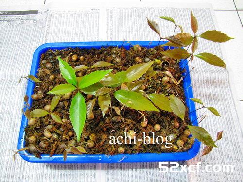 青刚栎种子盆栽种植方法图解
