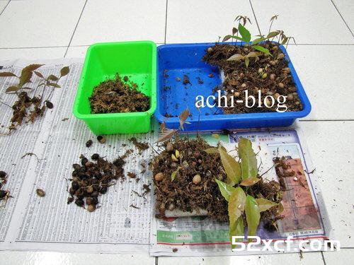 青刚栎种子盆栽种植方法图解
