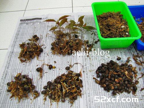 青刚栎种子盆栽种植方法图解