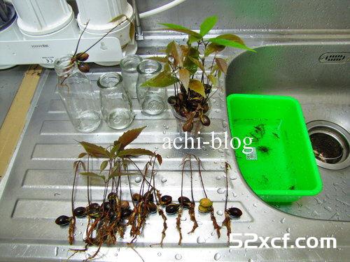 青刚栎种子盆栽种植方法图解