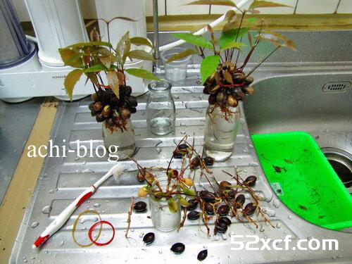 青刚栎种子盆栽种植方法图解