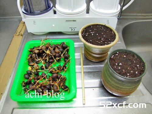 青刚栎种子盆栽种植方法图解