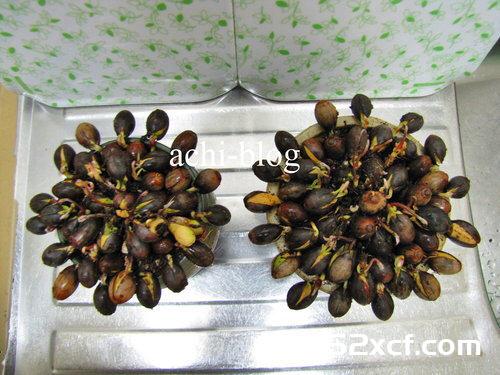 青刚栎种子盆栽种植方法图解