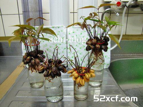 青刚栎种子盆栽种植方法图解