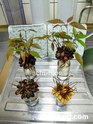 青刚栎种子盆栽种植方法图解