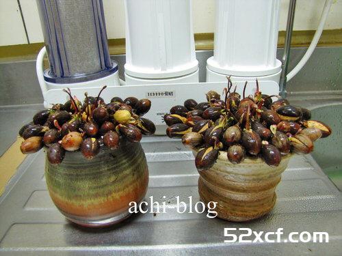 青刚栎种子盆栽种植方法图解