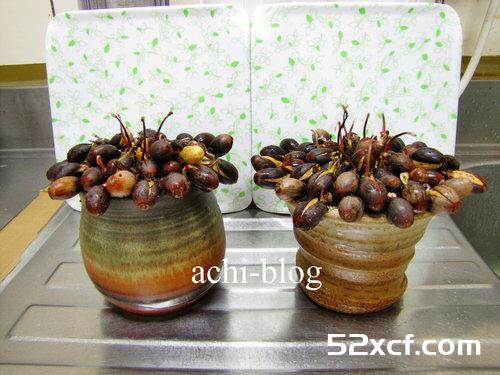 青刚栎种子盆栽种植方法图解