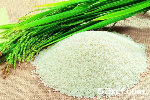 粳米的功效与作用及食用方法