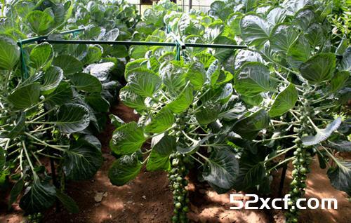 烫花椰菜营养流失77%？七抗癌蔬菜这样煮营养全保留