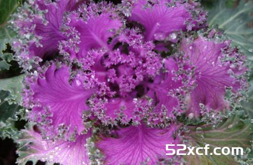 烫花椰菜营养流失77%？七抗癌蔬菜这样煮营养全保留